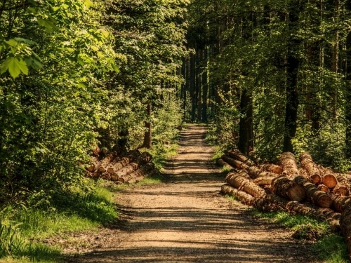 Recursos Florestais: Aspectos Técnicos e Legais